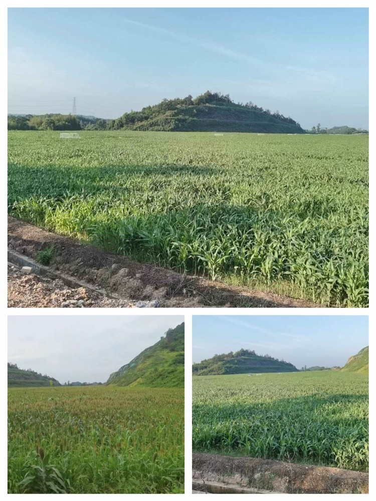 龍游縣橫山鎮腰塘邊村廢棄礦山生態(tài)環(huán)境治理及土地復墾工程